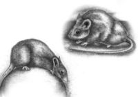 Illustration reesedesign